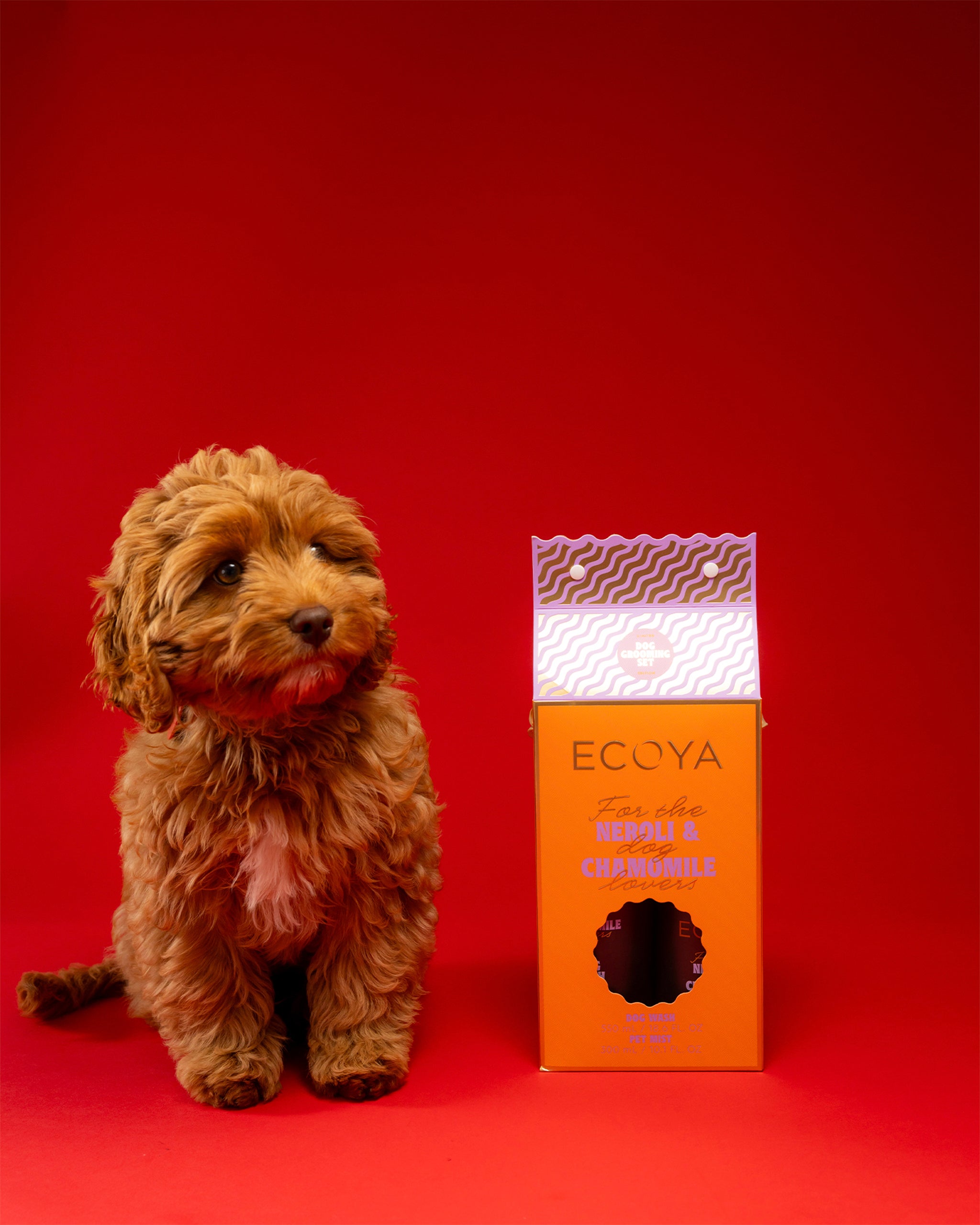 Small dog sitting next to an Ecoya dog grooming box on a red background