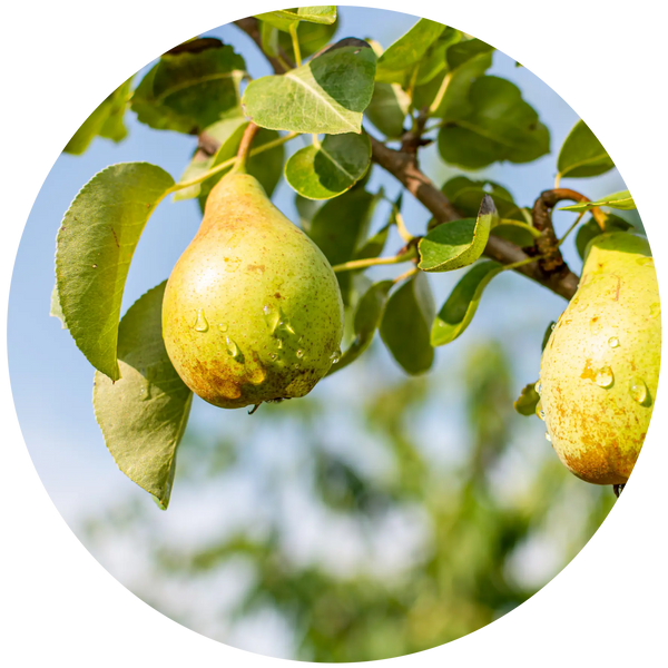 Pear