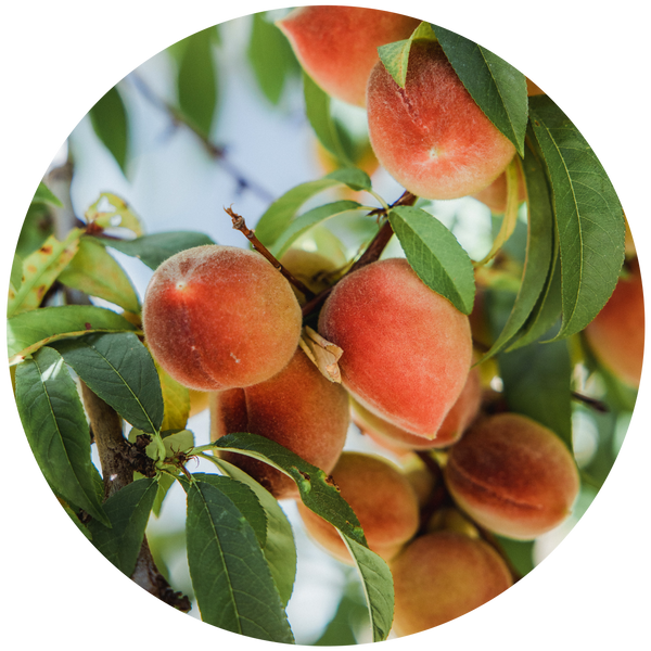 Peach