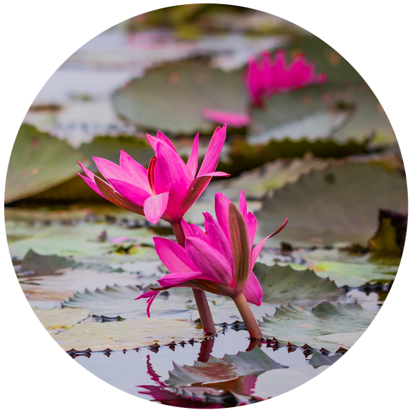 Lotus