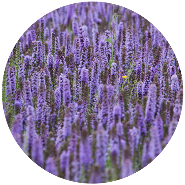 Patchouli