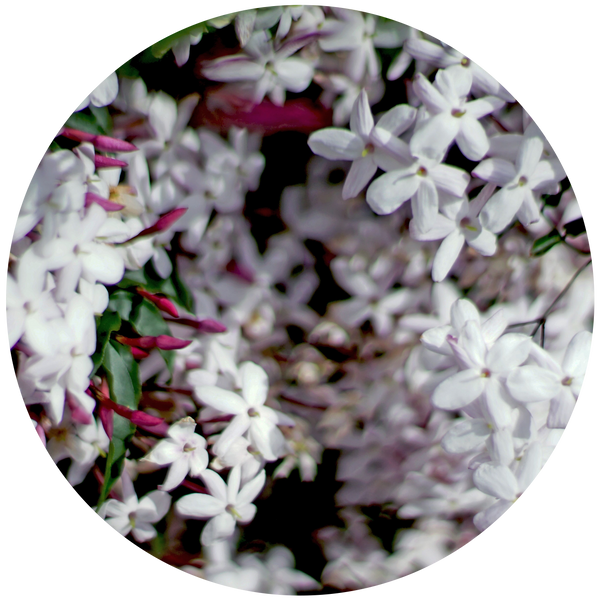 Jasmine