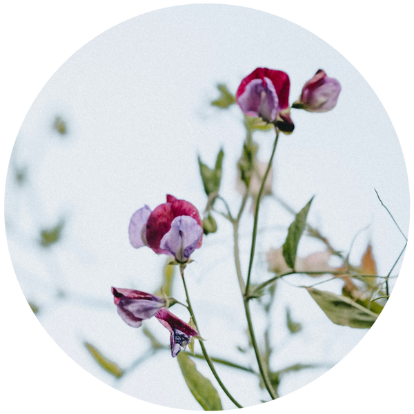 Sweet Pea