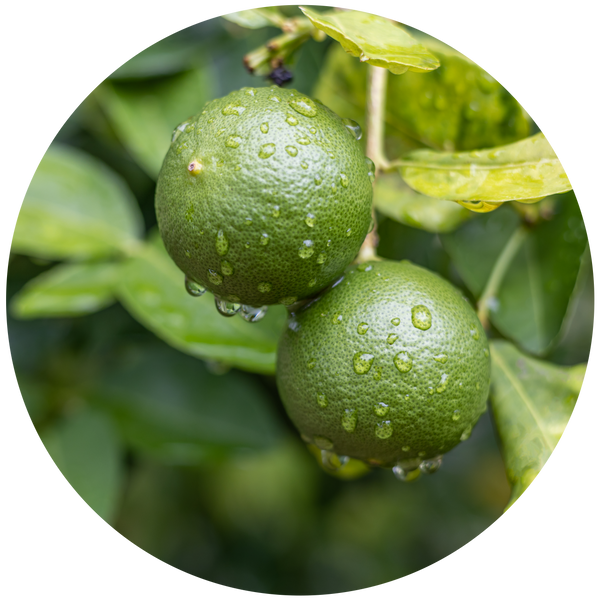 Tahitian Lime