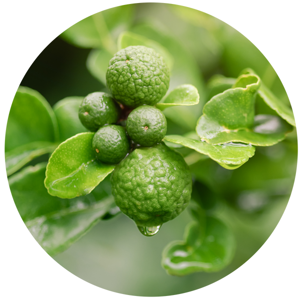 Bergamot