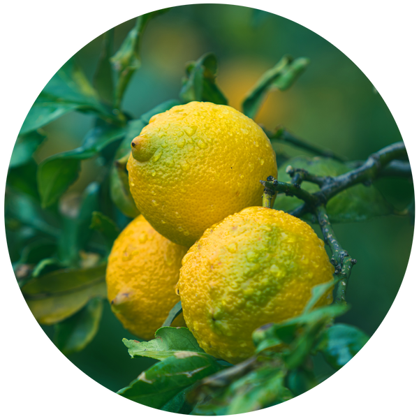 Citrus