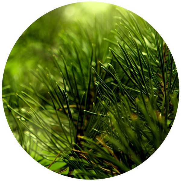 Pine