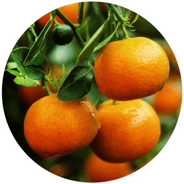 Mandarin