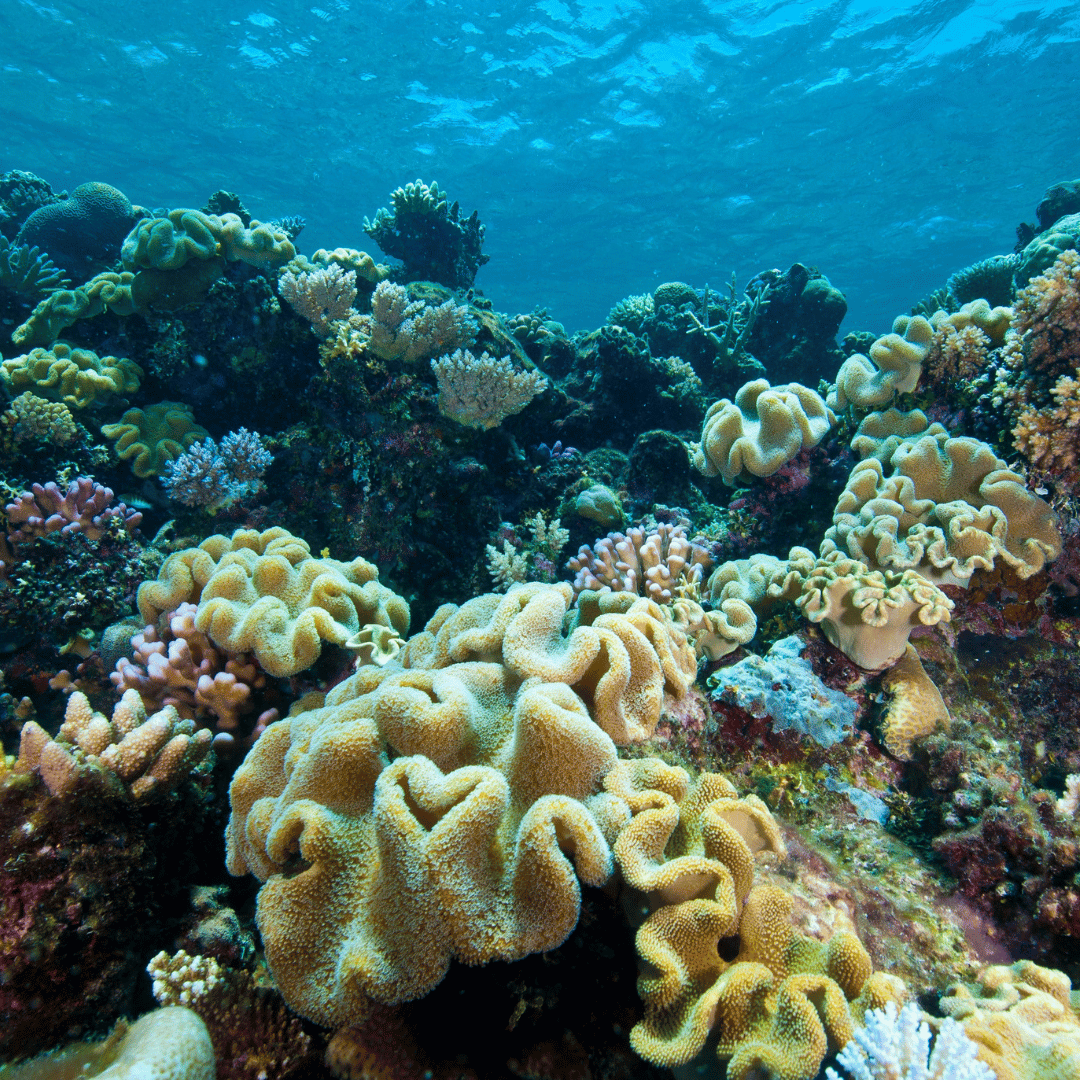 Why restoring coral reefs is so important