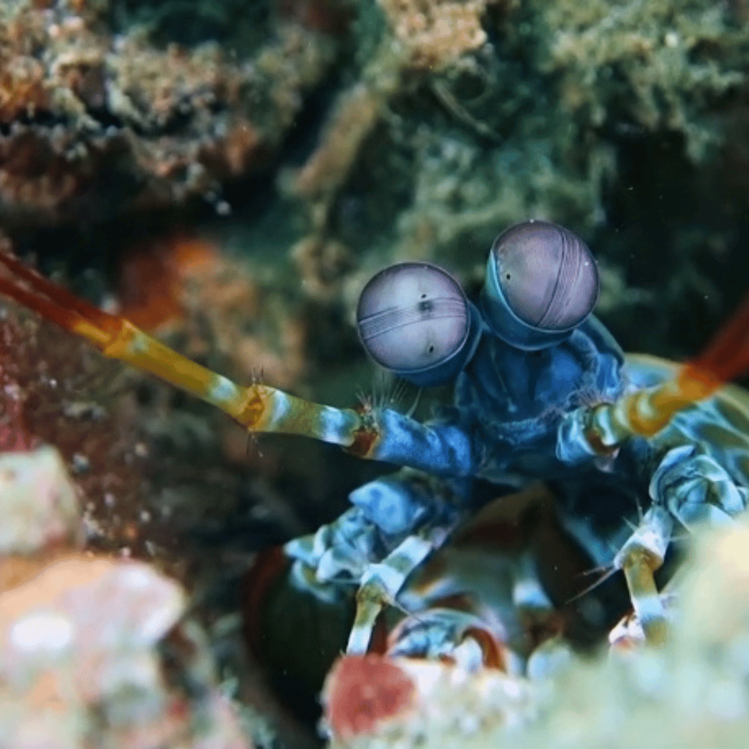 Did you know... 10 facts about the Great Barrier Reef