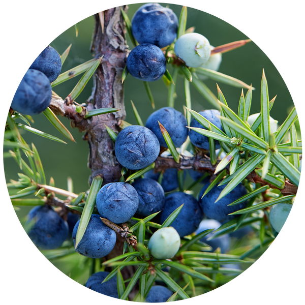 Juniper Berry