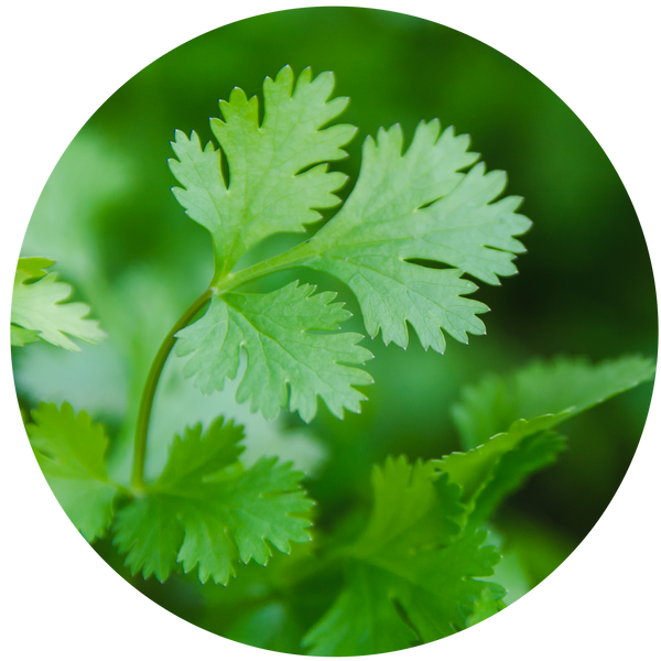 Coriander