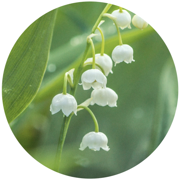Lily of the Valley