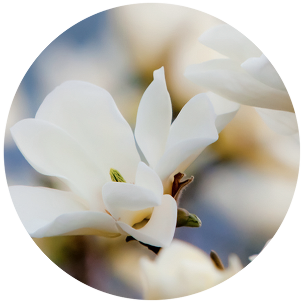 Magnolia
