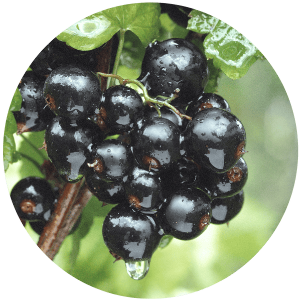 Blackcurrent