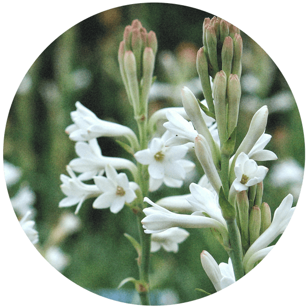 Tuberose
